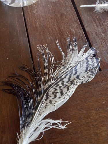Australian Ibis