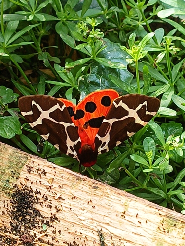 Garden Tiger
