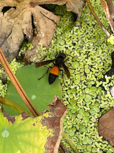 Lesser Banded Hornet