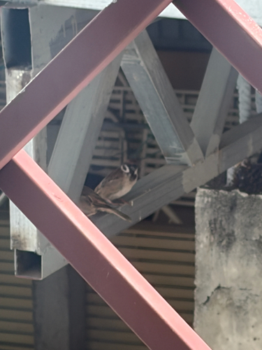 Eurasian Tree Sparrow