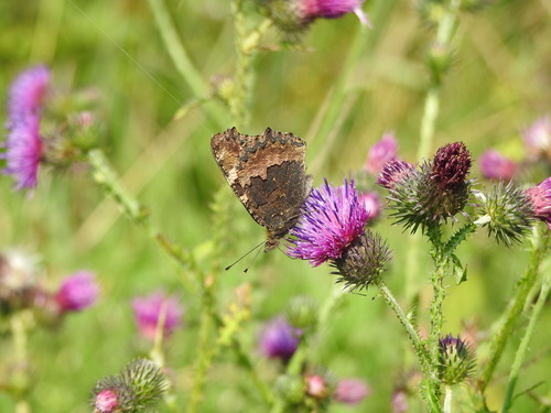 Small Tortoiseshell