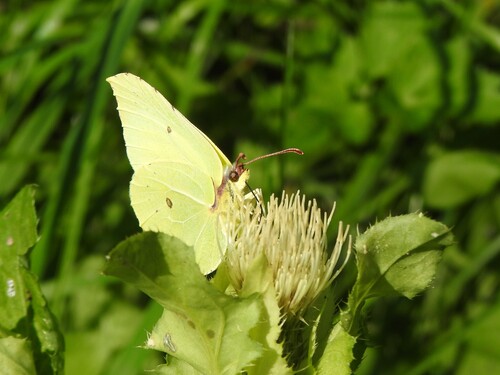 Common Brimstone