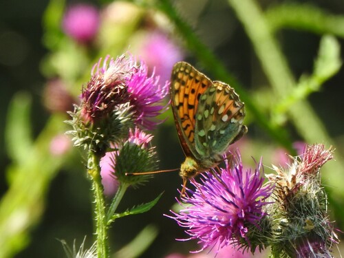 Dark Green Fritillary
