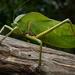 Tropical Leaf Katydid - Photo (c) Chien Lee, all rights reserved, uploaded by Chien Lee