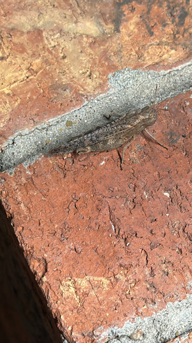 Red-winged Grasshopper