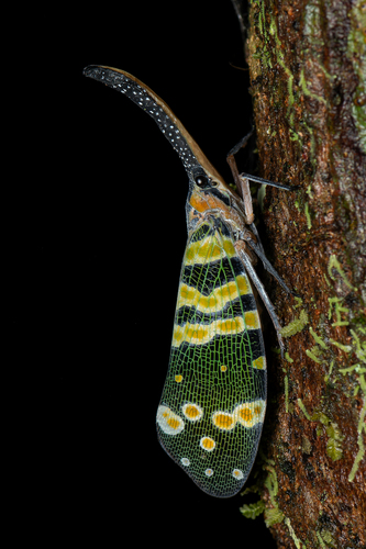 Dark-horned Lanternfly