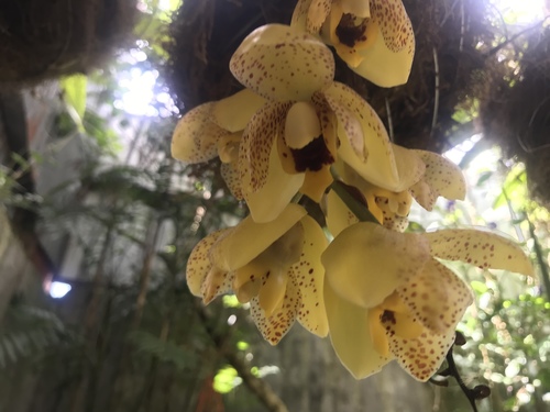 Dense Acineta
