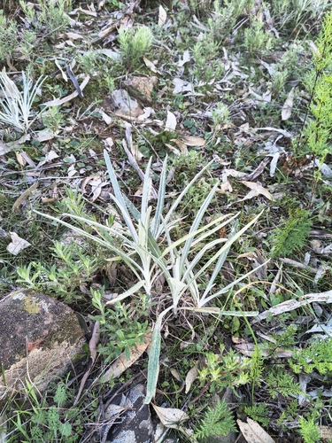 cotton burnweed