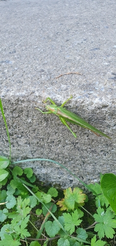 Great Green Bush-cricket