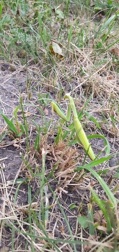 European Mantis