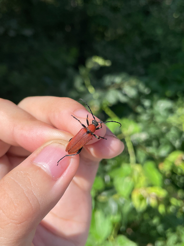 Stictoleptura dichroa