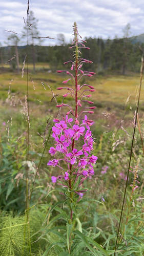 fireweed