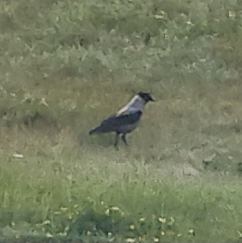 Hooded Crow