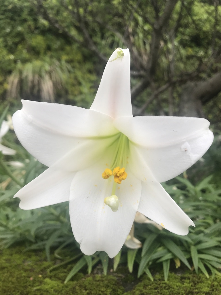 Lilium longiflorum