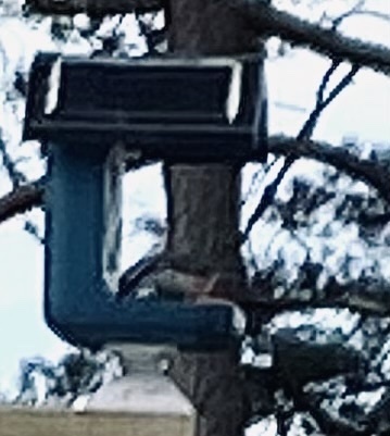 Eurasian Nuthatch
