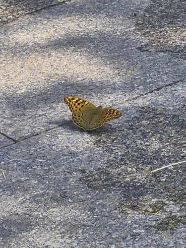 Cardinal Butterfly