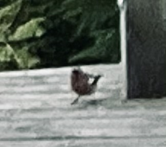 Common Chaffinch