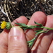 Plains Gumweed - Photo (c) Eric Knight, all rights reserved, uploaded by Eric Knight