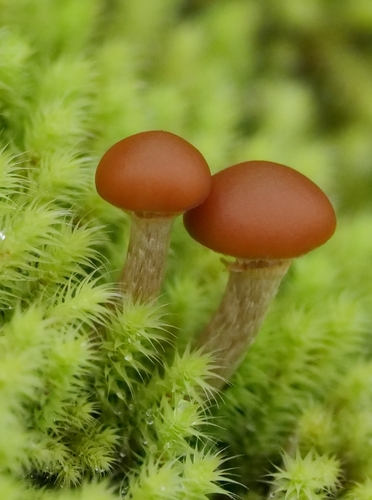 Galerina patagonica
