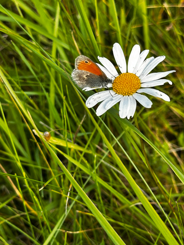 Small Heath