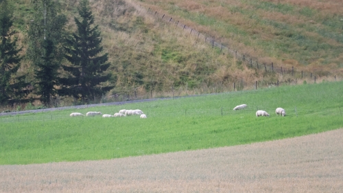 Common Domestic Sheep