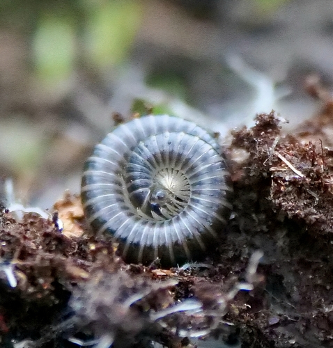 Portuguese Millipede