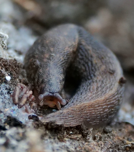 Leopard Slug