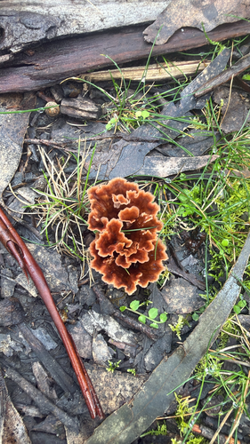Wine Glass Fungus