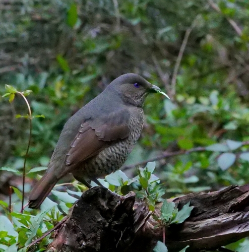 Satin Bowerbird