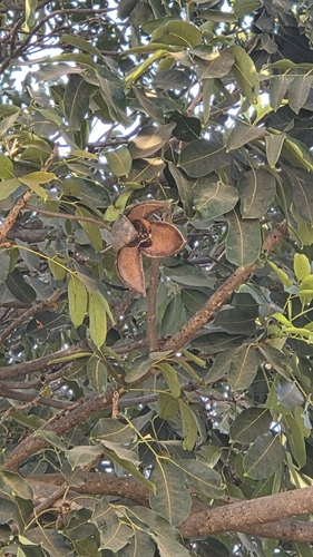 red-mahogany