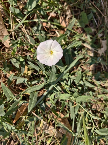 field bindweed