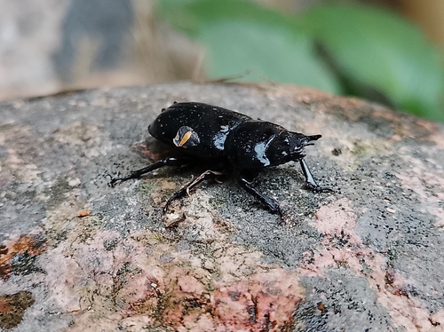 Lesser Stag Beetle