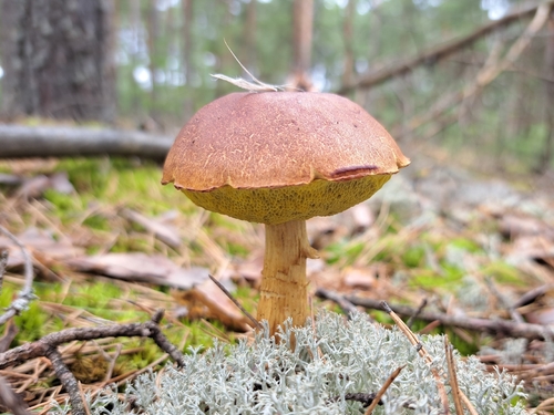 Aureoboletus projectellus