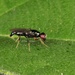 Strongylophthalmyia raricornis - Photo (c) 豆豆, all rights reserved, uploaded by 豆豆