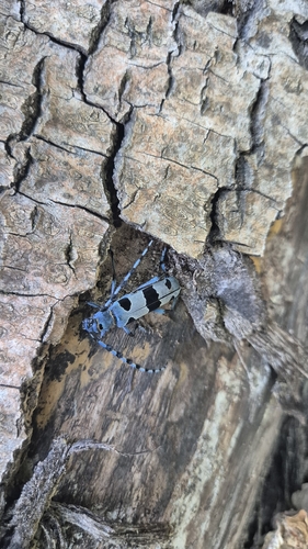Alpine longhorn Rosalia