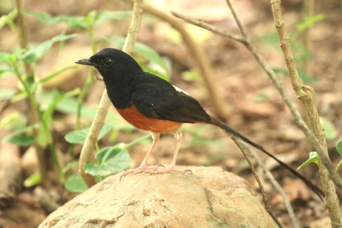 White-rumped Shama