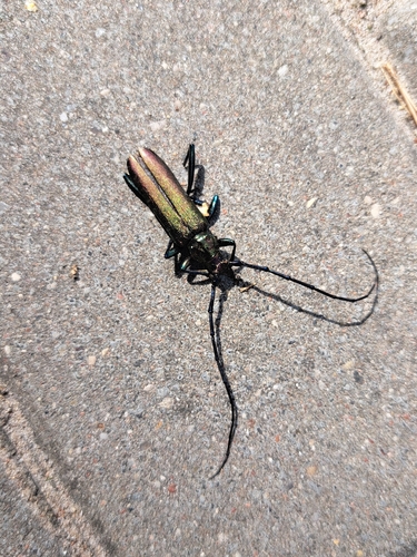 Musk beetle