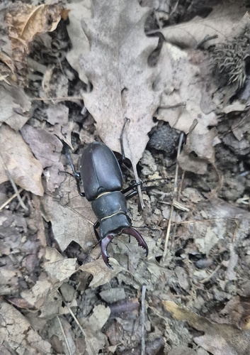 Lucanus cervus turcicus