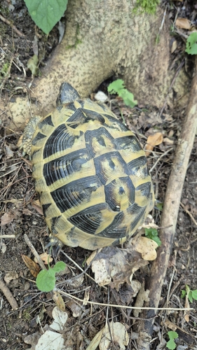 Hermann's Tortoise