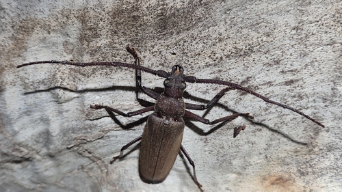 grain support beetle