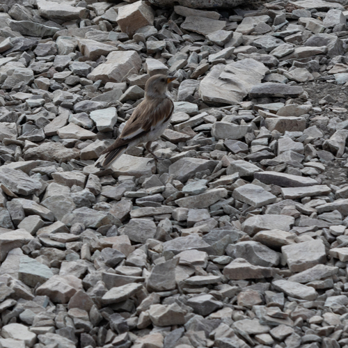 White-winged Snowfinch