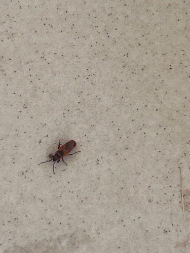 Mediterranean red bug