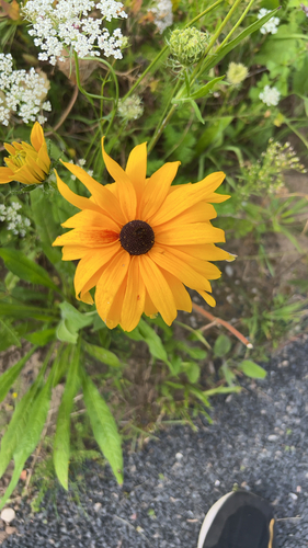 black-eyed Susan