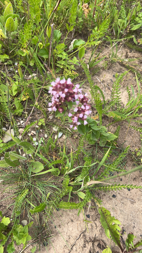 Oregano