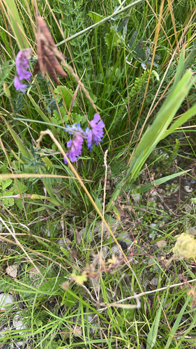 tufted vetch