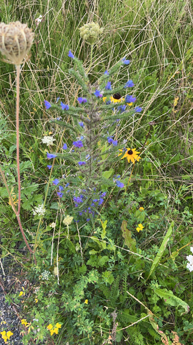 viper's-bugloss