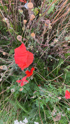 common poppy