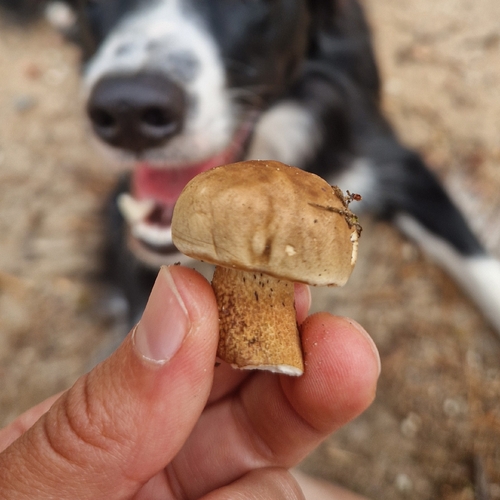 Bitter Bolete