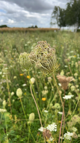 wild carrot