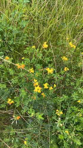 bird's-foot trefoil